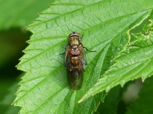 Pollenia sp.
